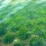 苦草