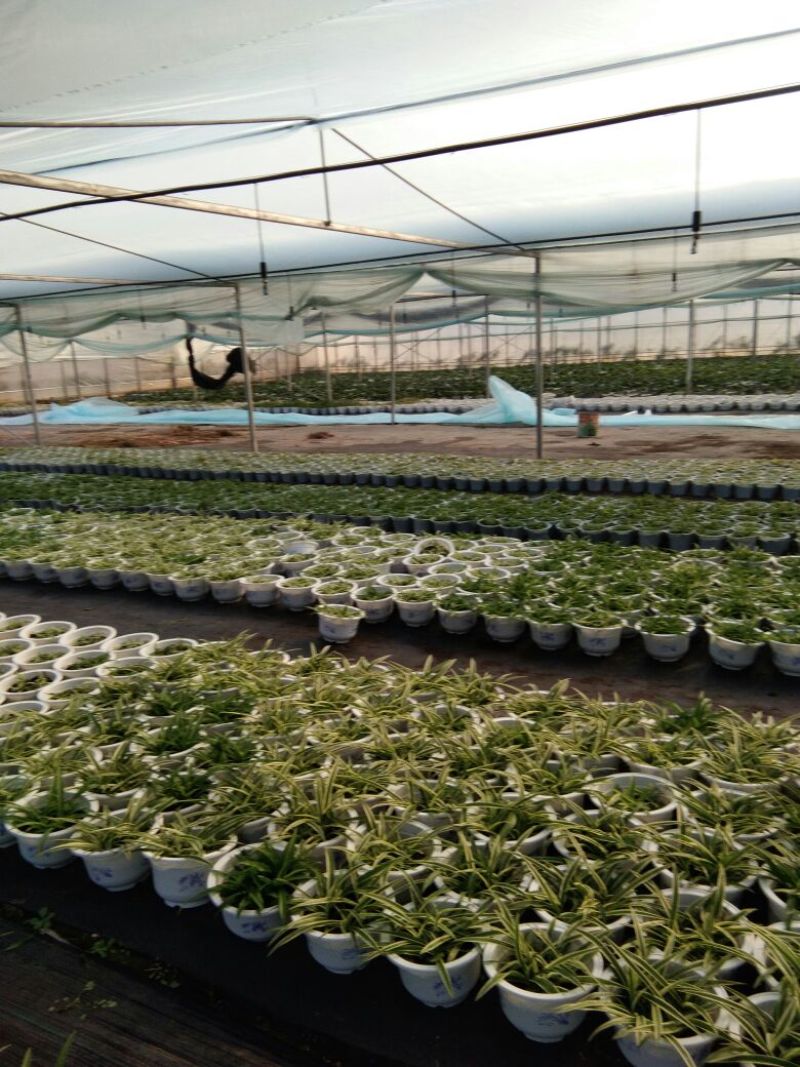 吊兰30~50cm