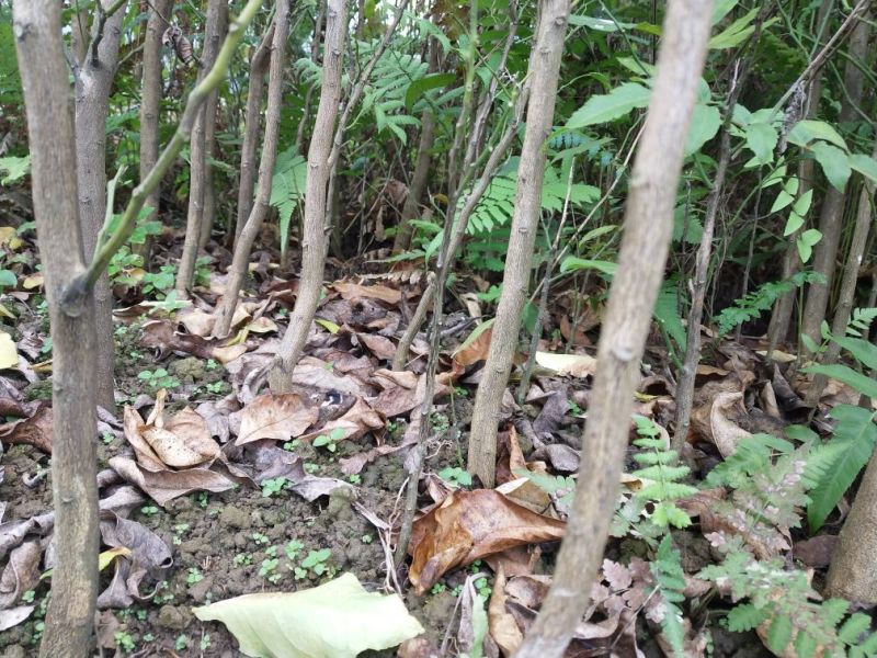 柠檬苗150cm以上