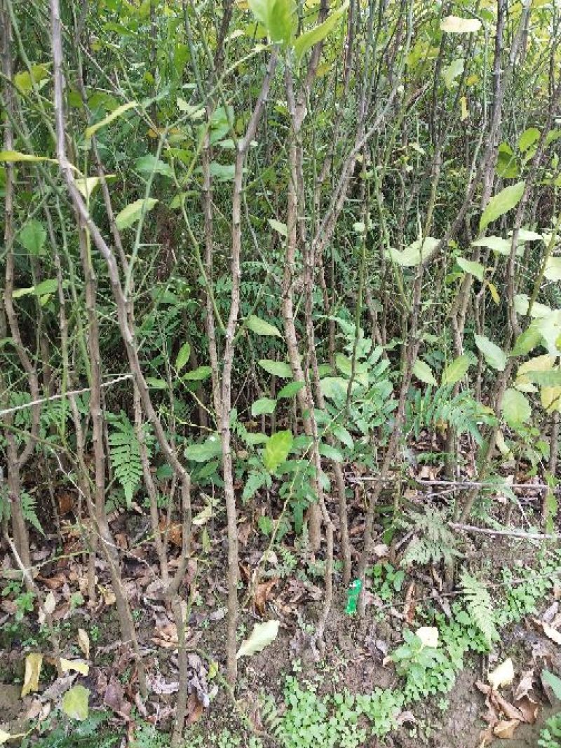 柠檬苗150cm以上
