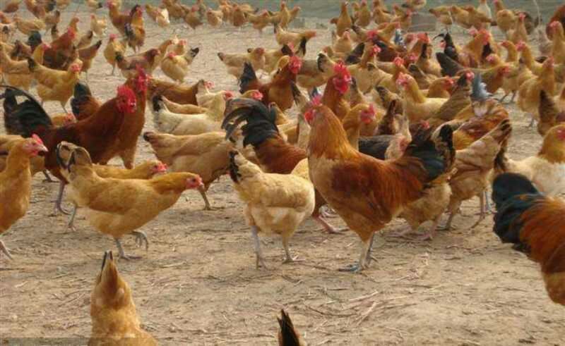 土鸡苗35~45克出壳苗通货