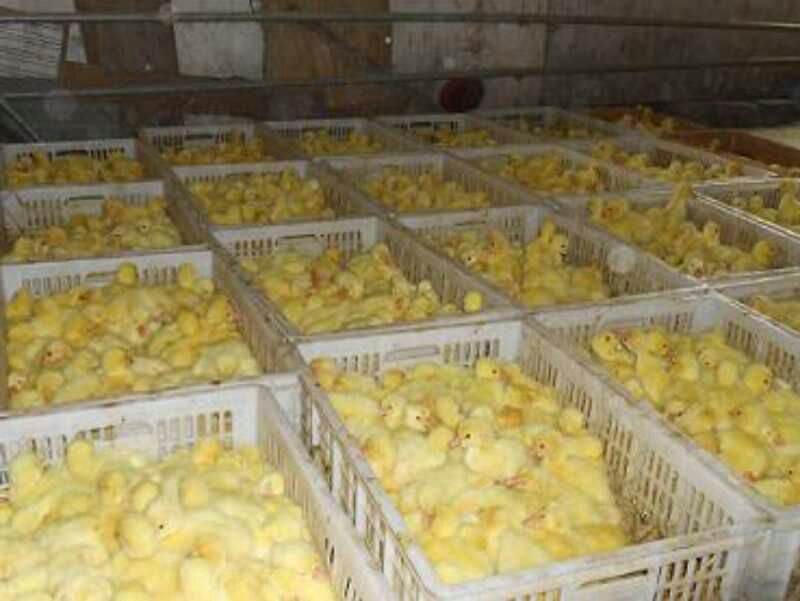 土鸡苗35~45克出壳苗通货