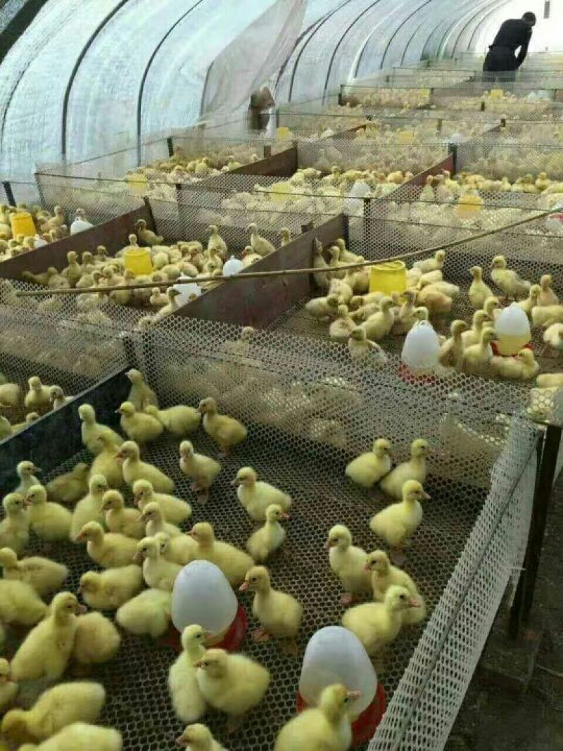 土鸡苗35~45克出壳苗通货