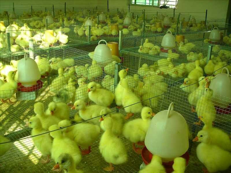 土鸡苗35~45克出壳苗通货