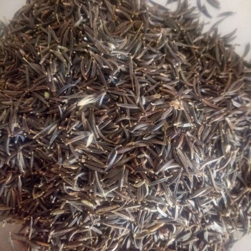 波斯菊种子新採地被植物种子出芽率高量大优惠欢迎选购