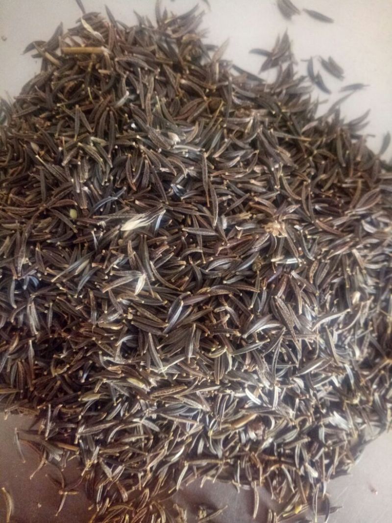 波斯菊种子新採地被植物种子出芽率高量大优惠欢迎选购