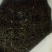波斯菊种子新採地被植物种子出芽率高量大优惠欢迎选购