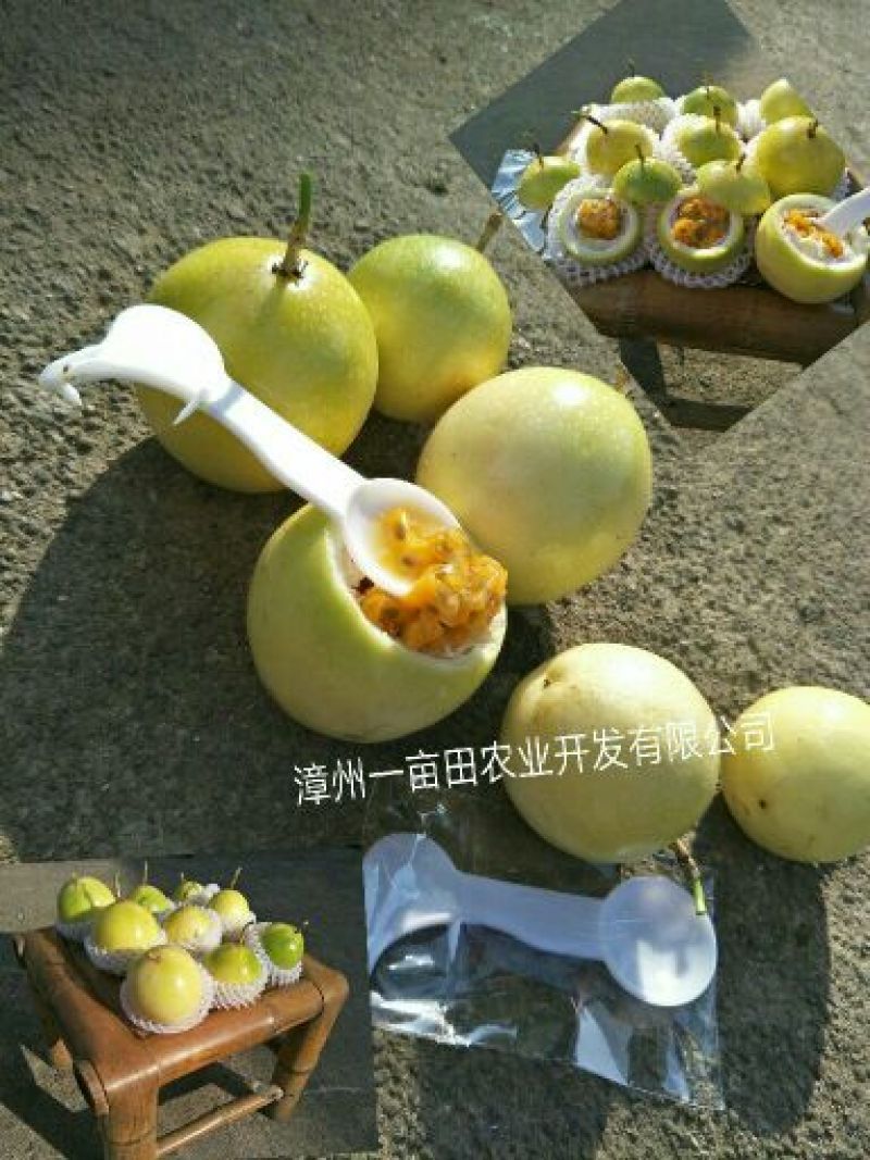 黄金百香果黄果90~100g