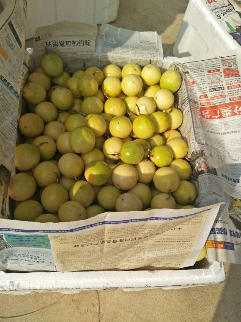 黄金百香果黄果90~100g