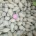 紫薯通货紫心1两以上