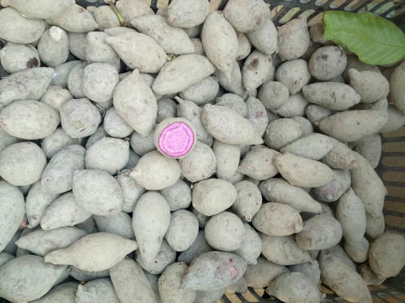 紫薯通货紫心1两以上
