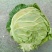 圆包菜0.5~1公斤精品