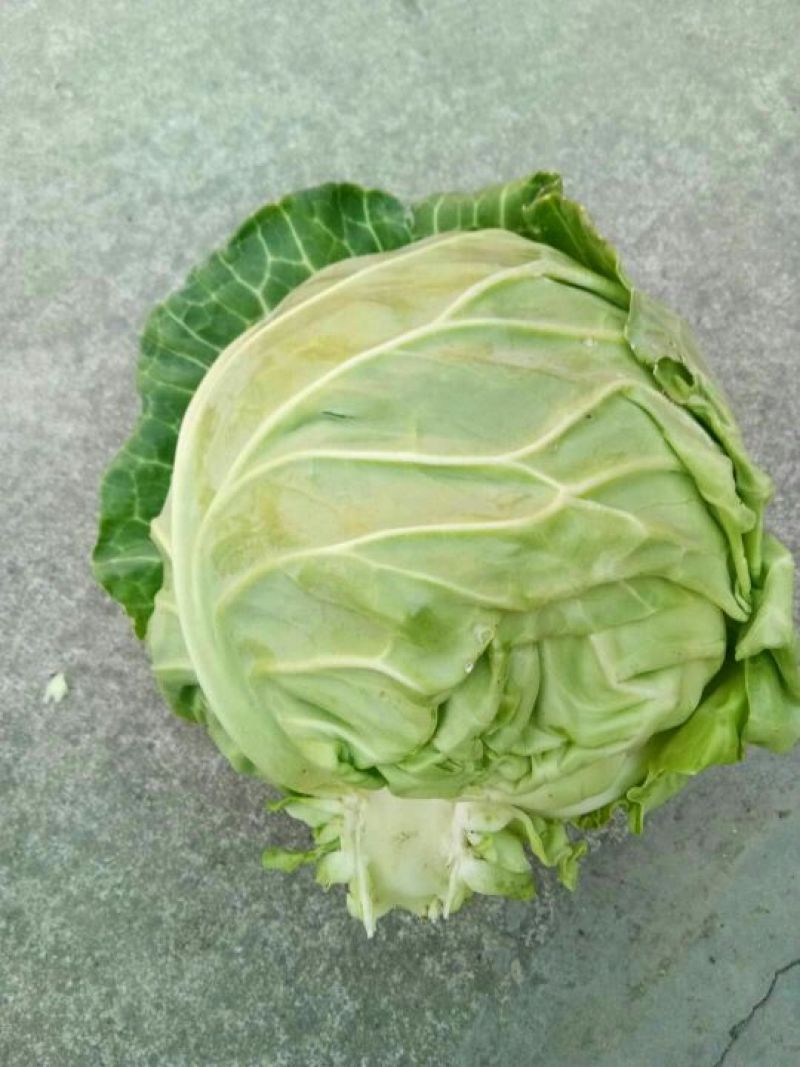 圆包菜0.5~1公斤精品