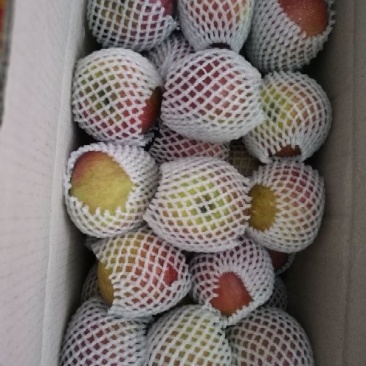 冰糖心苹果60mm以上光果