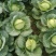 基地旺旺甘蓝，圆包菜1.5~3斤大量有货，直击市场