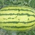 西瓜苗99%以上