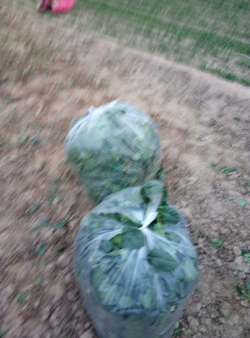 黑叶菠菜小菠菜