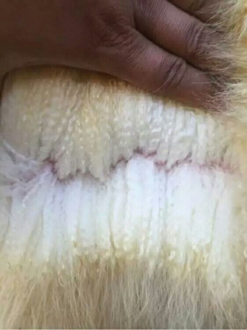 辽宁绒山羊40~50kg