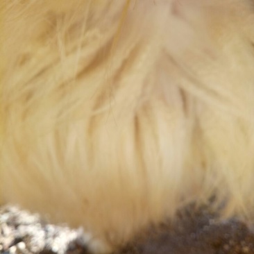 辽宁绒山羊40~50kg