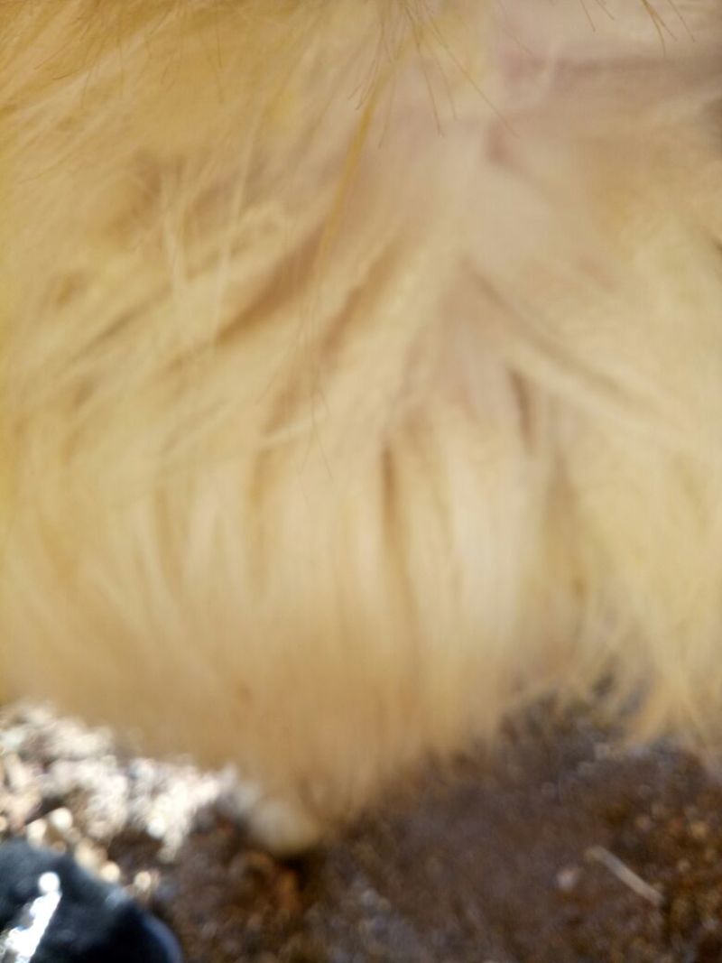 辽宁绒山羊40~50kg
