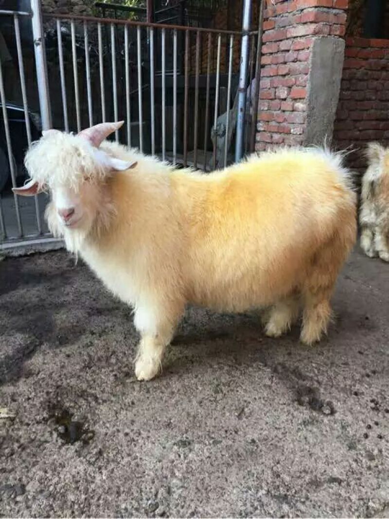 辽宁绒山羊40~50kg