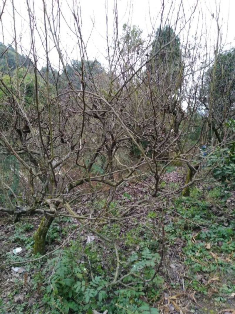 梨树10~12cm2.5~3米