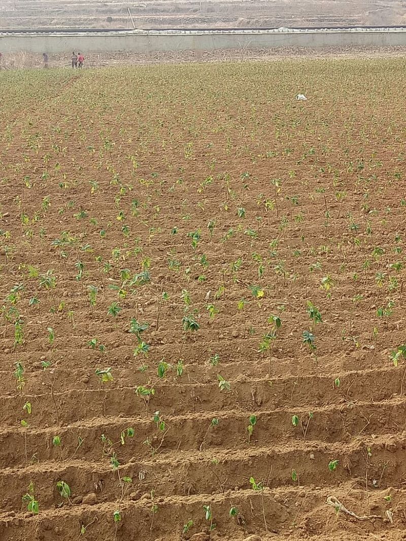 金银花1米以下