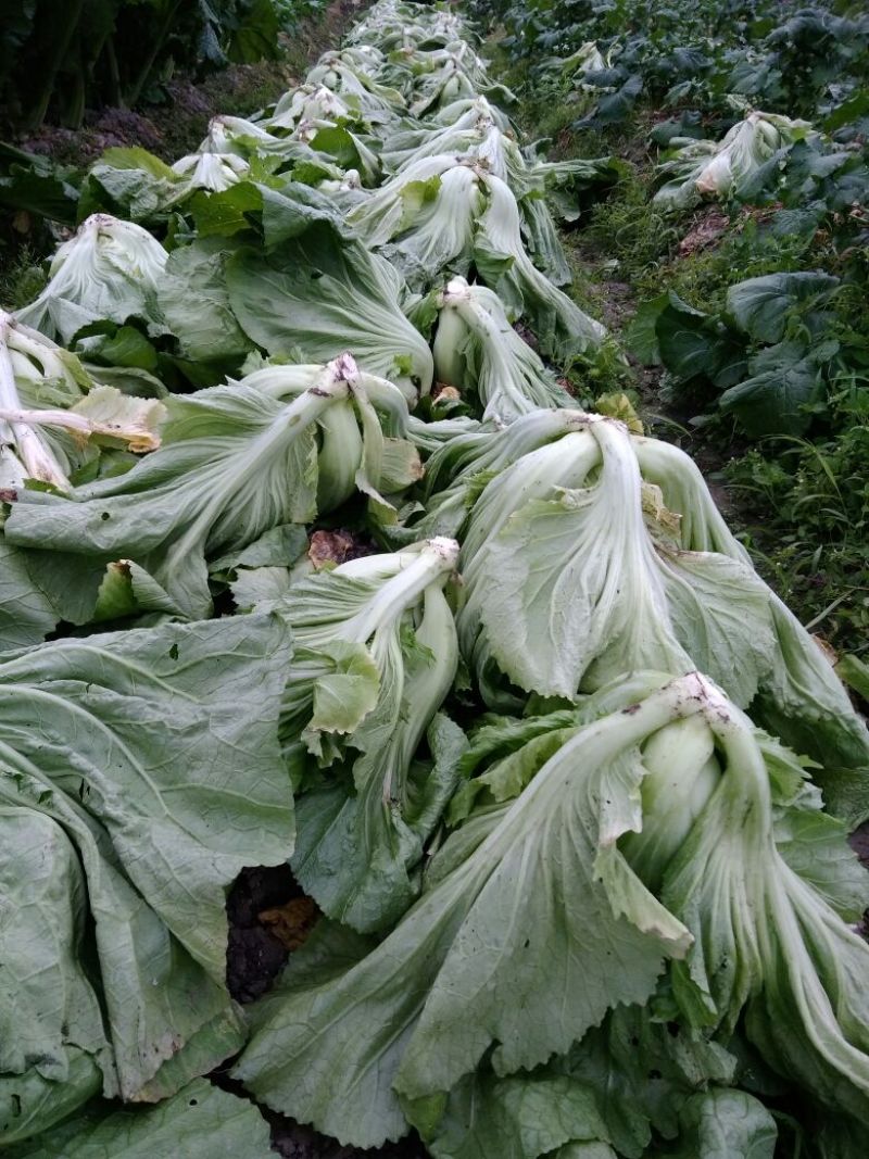 包心芥菜5两以上