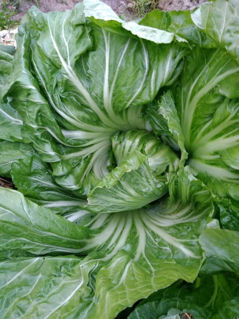 包心芥菜5两以上