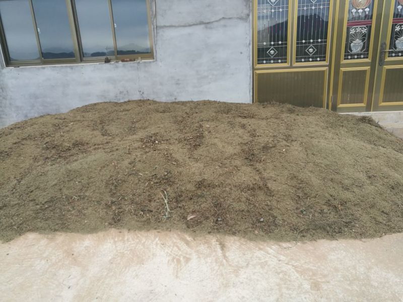 牛膝种子