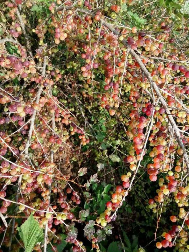 灯笼果苗灯笼果小灌木灌木基地现挖适合南北方种植