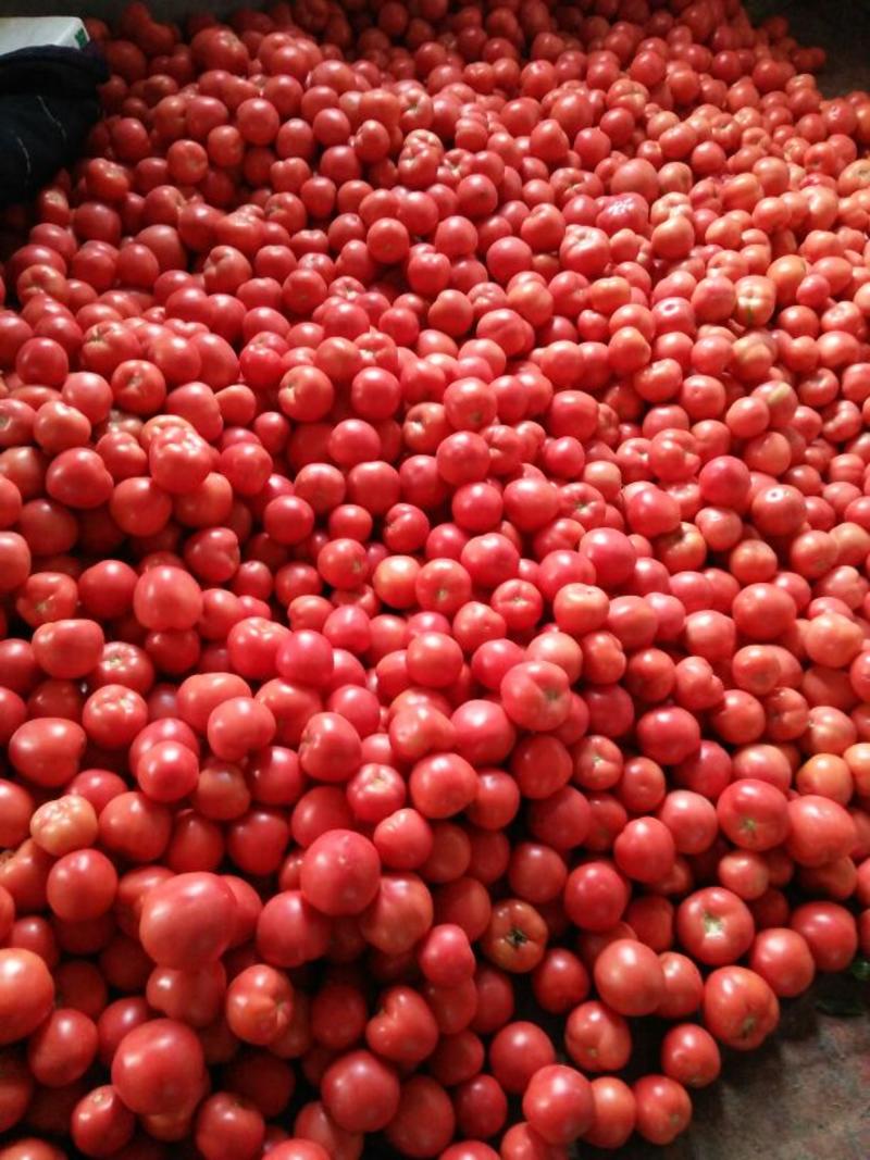 西红柿货量大，质量好可视频看货一手货源质优价廉