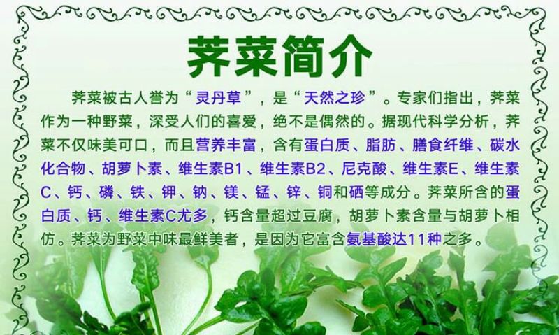 荠菜种子