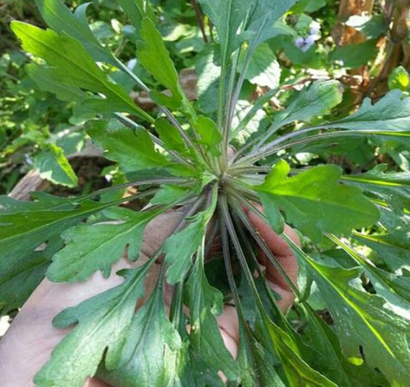 荠菜种子