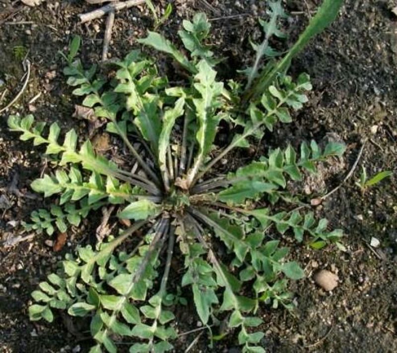 荠菜种子