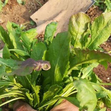荠菜5~10cm