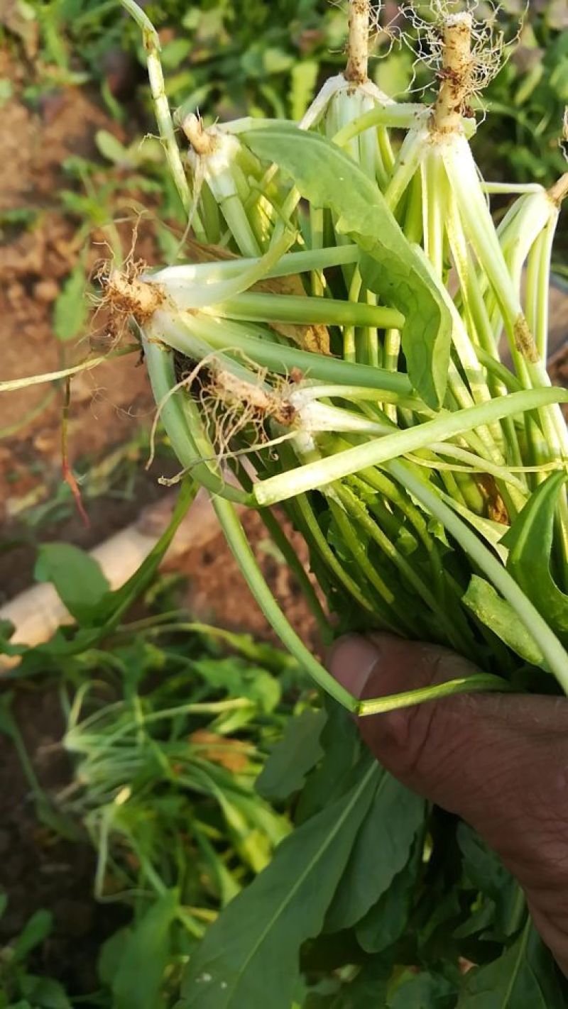 荠菜5~10cm