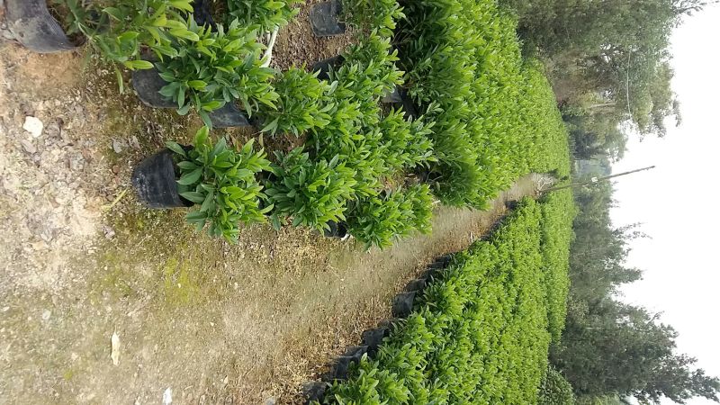 精品非洲茉莉广东茉莉，现挖现发易成活，提供技术可发全国