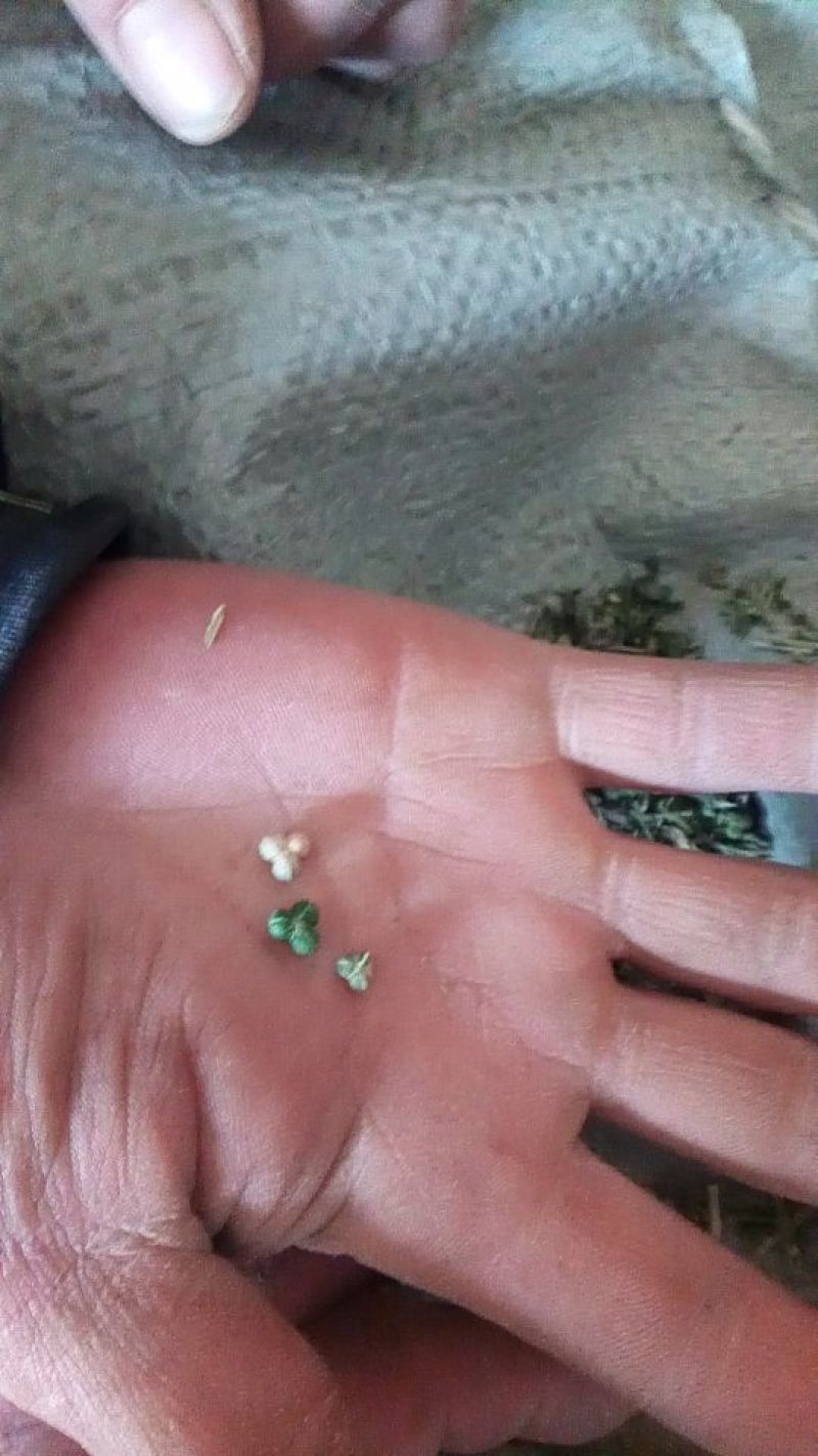透骨草珍珠透骨草2024年新货。干净无杂质