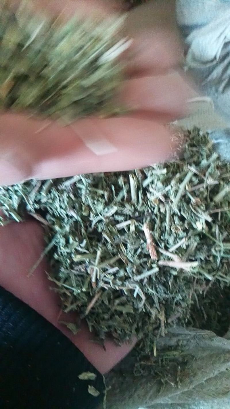 透骨草珍珠透骨草2024年新货。干净无杂质