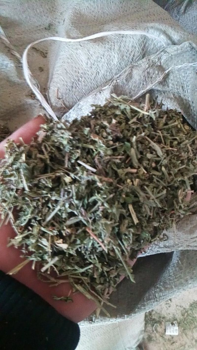 透骨草珍珠透骨草2024年新货。干净无杂质