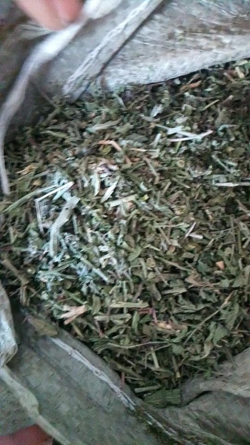 透骨草珍珠透骨草2024年新货。干净无杂质