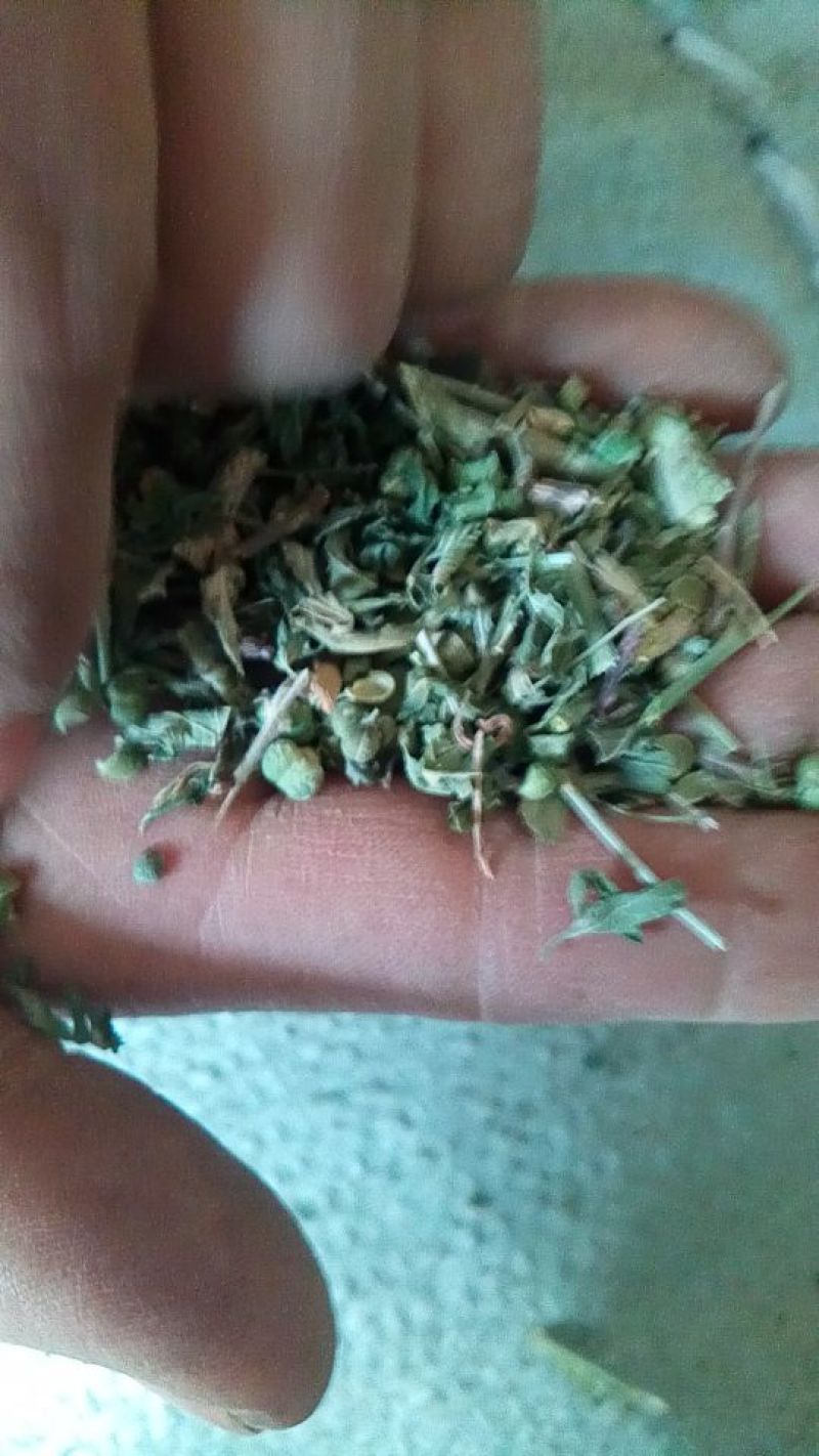 透骨草珍珠透骨草2024年新货。干净无杂质