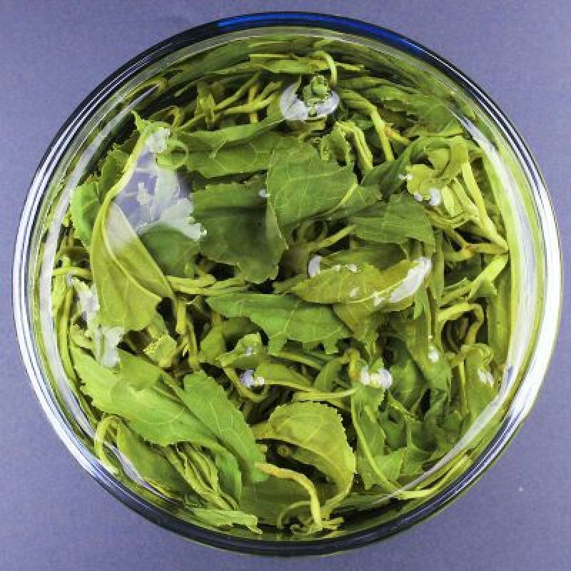 绿茶绿茶