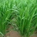 【推荐】大量供应头茬精品小叶韭菜基地发货价格优惠