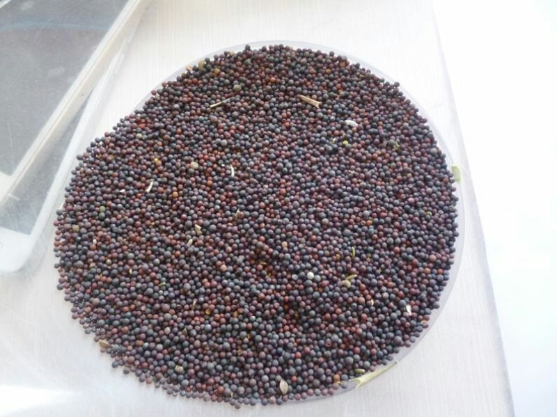 甘蓝型油菜籽2级