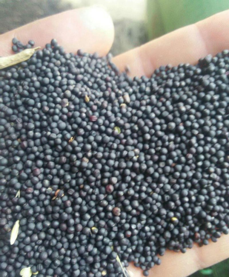 甘蓝型油菜籽2级
