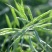 甘蓝型油菜籽2级