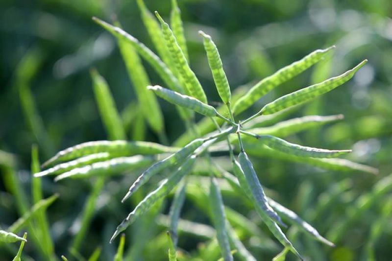 甘蓝型油菜籽2级