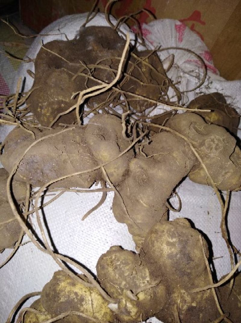 黄精野生鸡头甜黄精鲜货